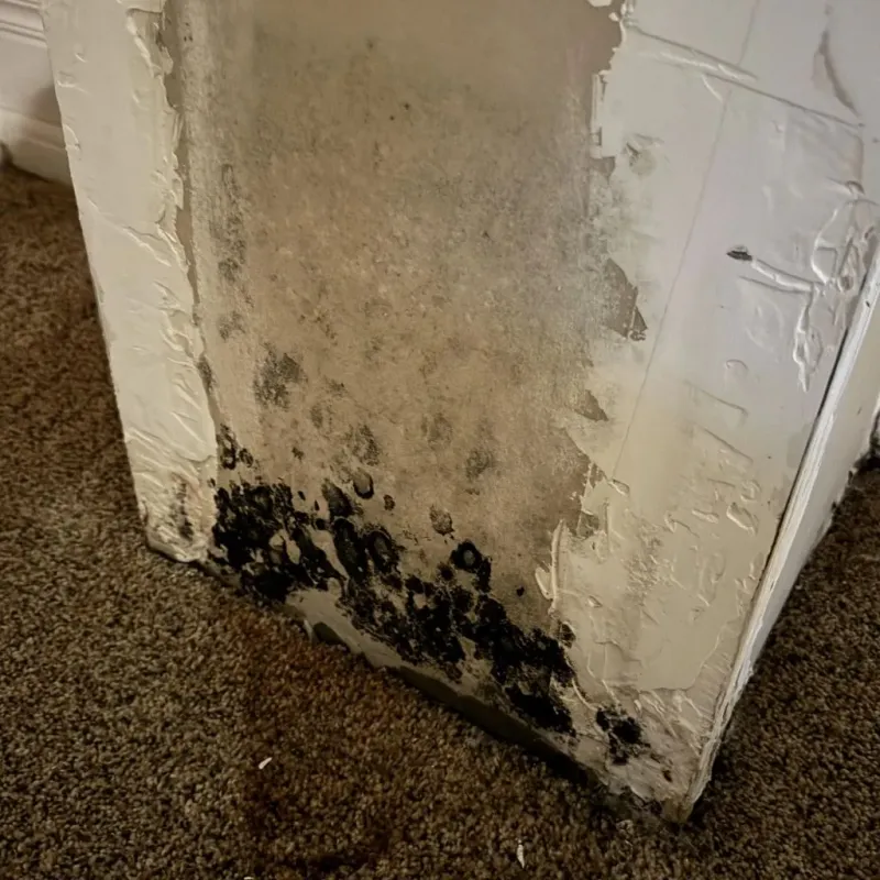Professional Mold Removal in Danville, IL